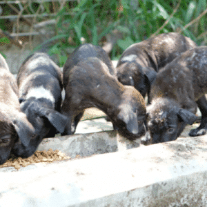 Street puppies
