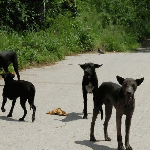 Amphun with the field pack