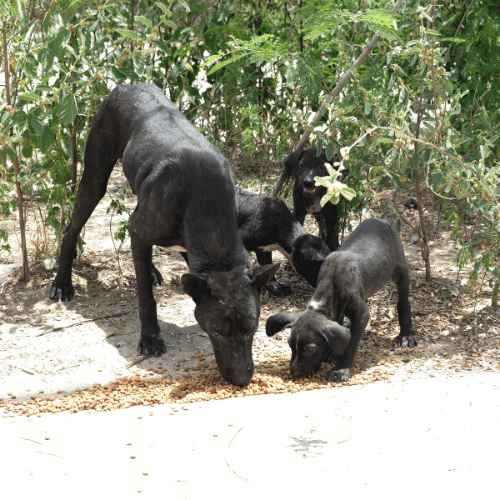 Sterilizing puppies