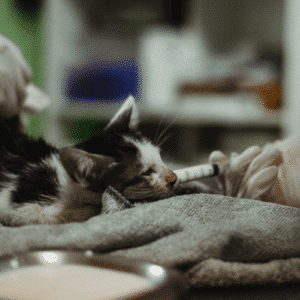 kitten receives medical care