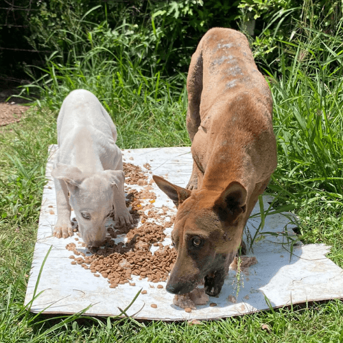 Feeding Local Strays