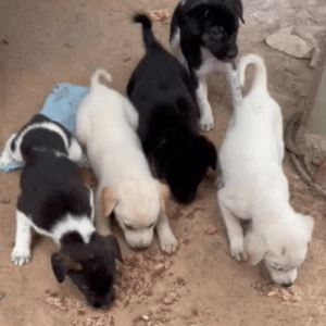 Feeding Local Strays