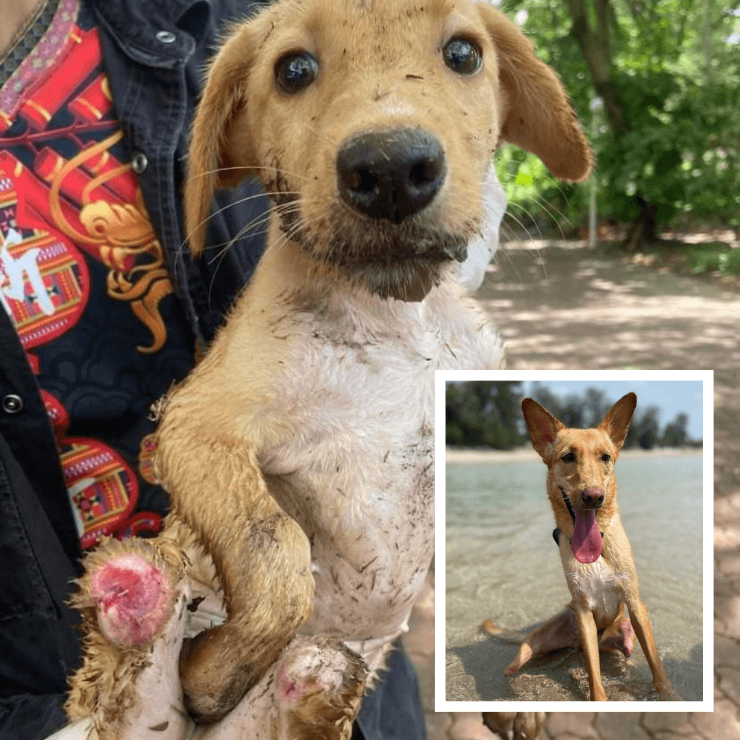 Honey Stubbs on arrival and after recovery photo