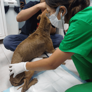 Initial medical check