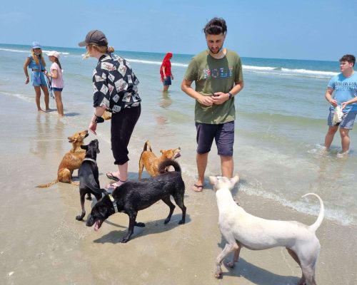 Copy-of-Beach-Walks.jpeg