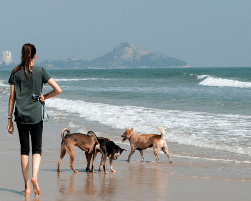 Day Trips Rescue PAWS