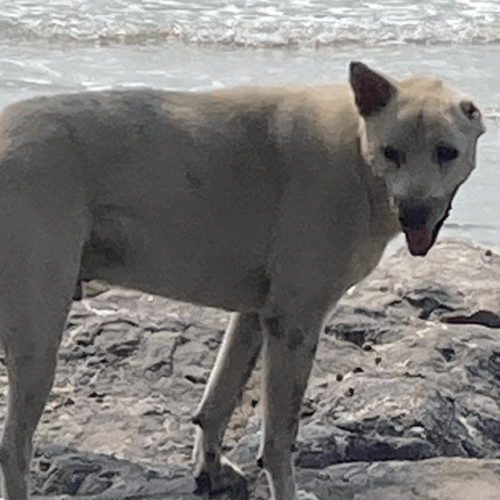 Ear Dog
