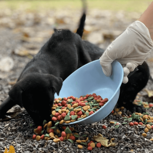 Feeding Run Puppies Homepage