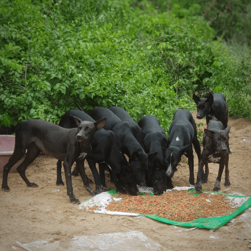 Feeding Runs