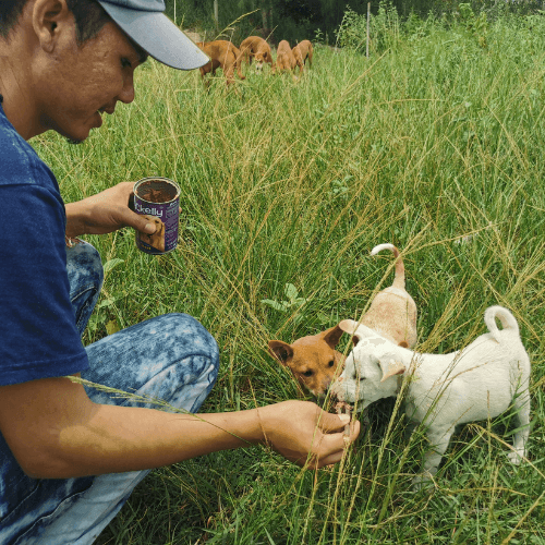 Feeding Strays