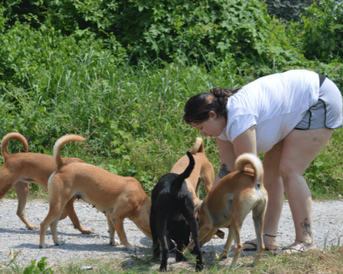 Feeding run