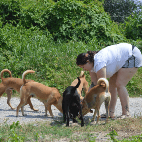 Feeding run