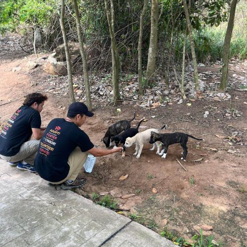 Health checks in the field