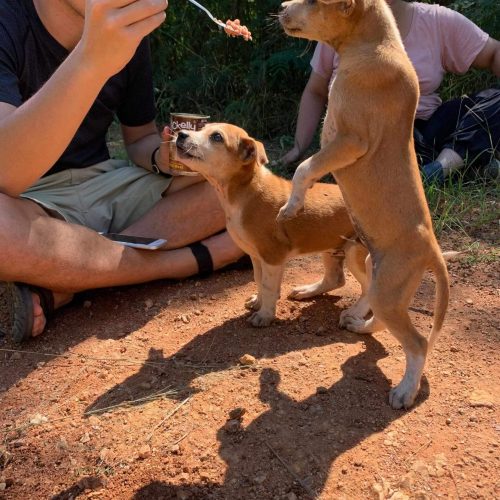 Volunteers feeding puppies on feeding run