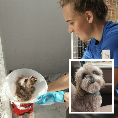 Jamook on arrival and after recovery photo