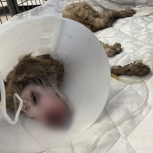 Jamook after wound treatment