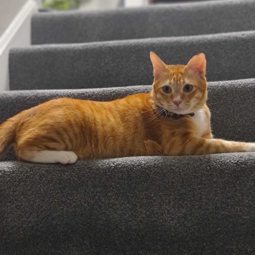 Loki