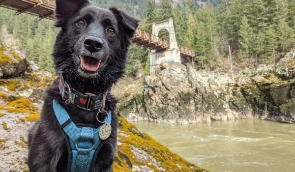 Luna adopted to Canada