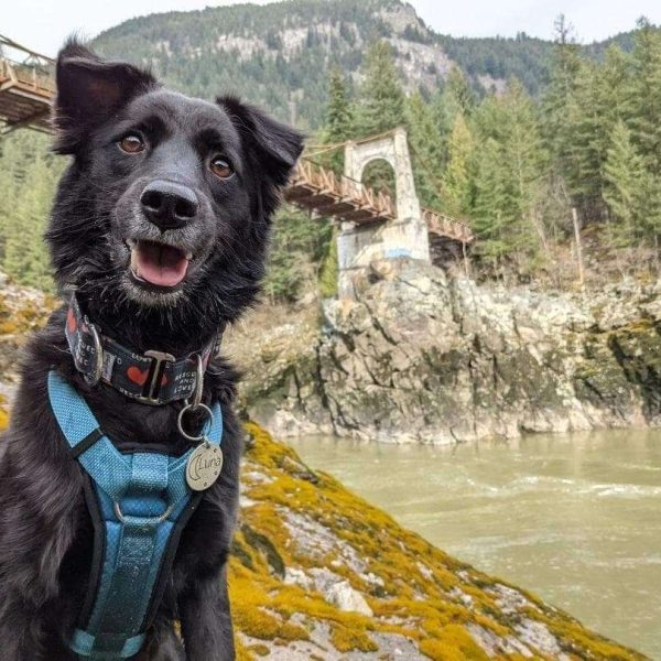 Luna adopted to Canada
