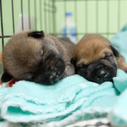 Puppies for Adoption