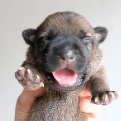 Puppies for Adoption