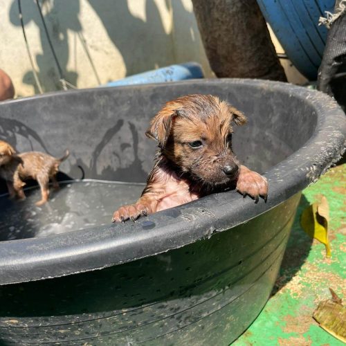 Puppies having a bath