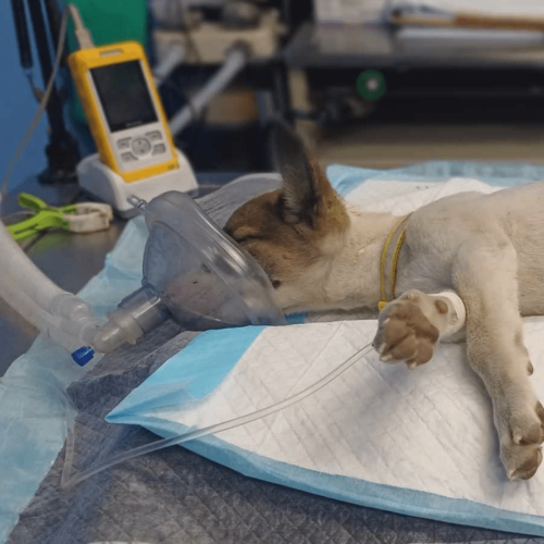 Puppy on oxygen