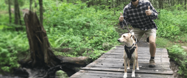 Sandy in the woods