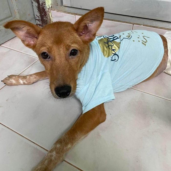 Fudge in recovery