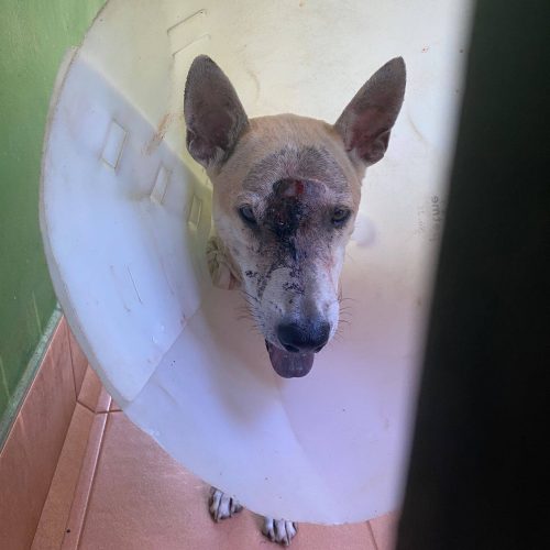 Rhino Cancer Patient