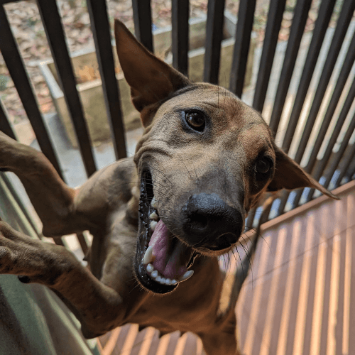 Xena2